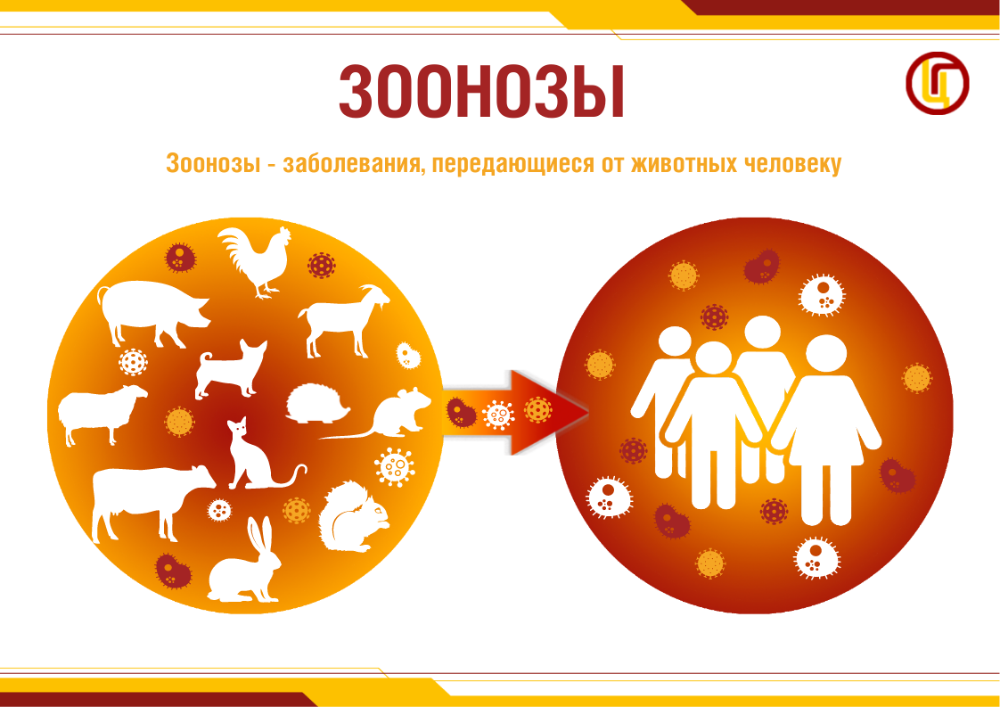 Что такое зоонозные инфекции?