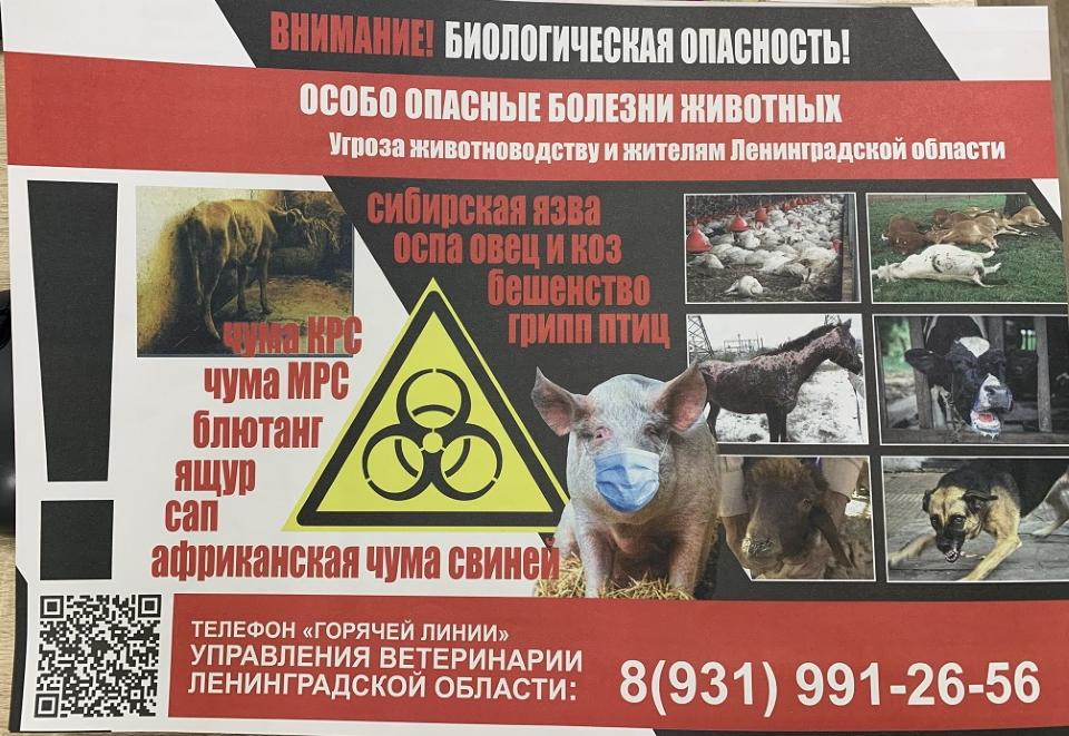 Африканская чума свиней